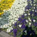 2010-04-18_karlsruhe_fruehling-002.jpg