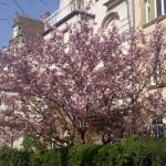 2010-04-18_karlsruhe_fruehling-003.jpg